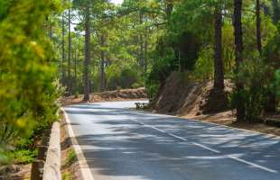 «Ліси України» у 2026 році збудують та реконструюють понад 200 км лісових доріг