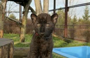 У зоопарку під Києвом народився рідкісний чорний леопард — унікальний випадок для далекосхідного підвиду