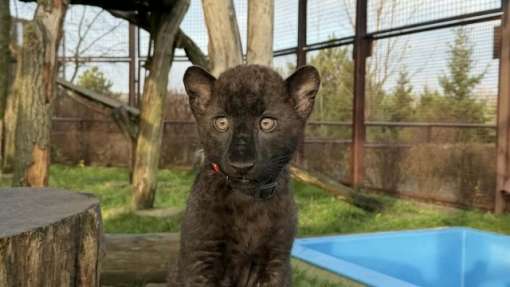 У зоопарку під Києвом народився рідкісний чорний леопард — унікальний випадок для далекосхідного підвиду
