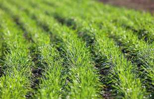 В Україні посів озимих перевищив 6,4 млн га та майже завершений