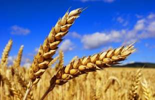 KSG Agro зібрав озиму пшеницю та ячмінь на 4,98 тис. га