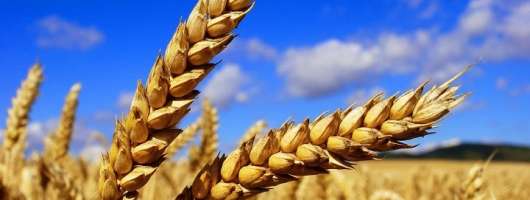 KSG Agro зібрав озиму пшеницю та ячмінь на 4,98 тис. га