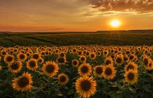 Аграрний підрозділ групи «Київхліб» зібрав перший врожай на 5,4 тисячі тонн