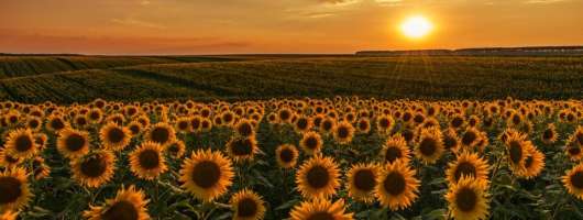 Аграрний підрозділ групи «Київхліб» зібрав перший врожай на 5,4 тисячі тонн