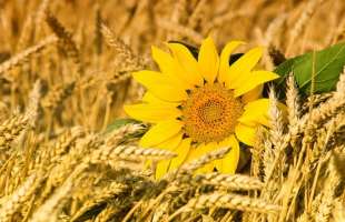 Олійні культури залишаються прибутковішими за зернові в Україні - аналітики