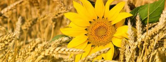 Олійні культури залишаються прибутковішими за зернові в Україні - аналітики