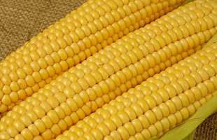 В Україні зібрали 27,5 млн тонн кукурудзи, залишилось ще 551 тис. га незібраних площ