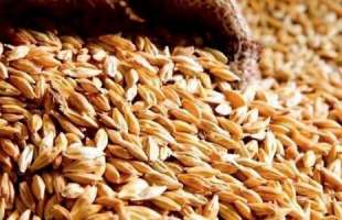 Україна експортуватиме близько 51 млн тонн зерна в новому сезоні
