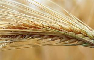 Виробництво ячменю в Україні залишається стабільним попри скорочення площ