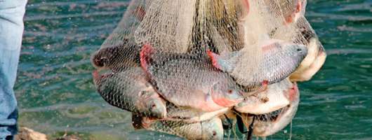 Держрибагентство виставить на аукціони 246 лотів для вилову риби у водосховищах та річках