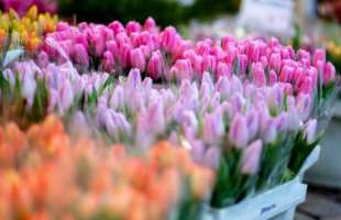 Імпорт квітів до України зріс до 12,8 тисяч тонн, вартістю понад 64 мільйони доларів