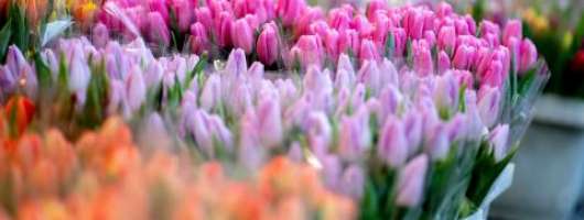 Імпорт квітів до України зріс до 12,8 тисяч тонн, вартістю понад 64 мільйони доларів