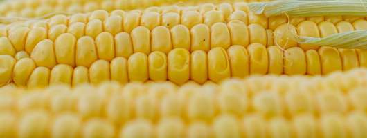 Кукурудза забезпечила 81% зернового експорту в лютому