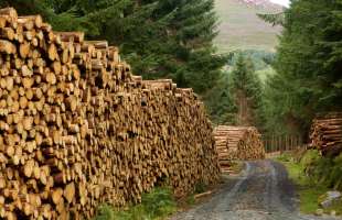 «Ліси України» заробили 8 мільярдів гривень прибутку та висадили мільярд дерев у 2025 році