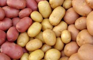 Україна збільшила імпорт картоплі в 2,5 рази у 2025 році