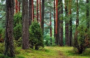 «Ліси України» сплатили до бюджету 15,8 мільярдів гривень податків у 2025 році