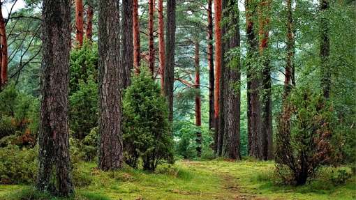 «Ліси України» сплатили до бюджету 15,8 мільярдів гривень податків у 2025 році
