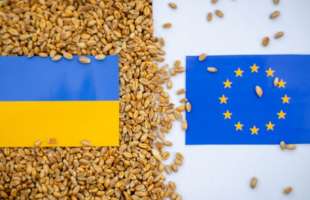 Ціни на українську пшеницю на Дунаї становлять $166-168 за тонну