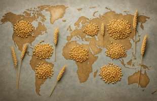 Світовий урожай зерна має побити рекорд завдяки великим урожаям кукурудзи та пшениці