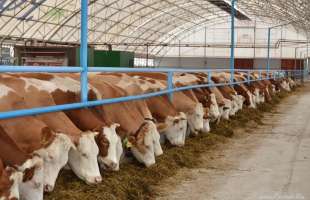 Держава компенсувала 116,3 млн грн за будівництво шести тваринницьких ферм у чотирьох областях