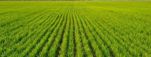 Площі під твердою озимою пшеницею збільшилися вдвічі — до 424,6 га