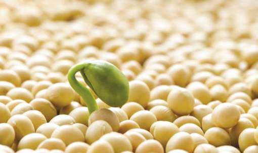 Українська соя дорожча за бразильську на ключових ринках