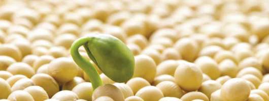 Українська соя дорожча за бразильську на ключових ринках