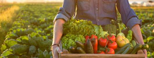 Україна та ФАО запускають програму на $4 млн для підтримки фермерів у прифронтових регіонах