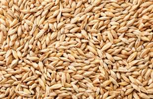 Експорт ячменю з України впав на 37% за п'ять місяців сезону