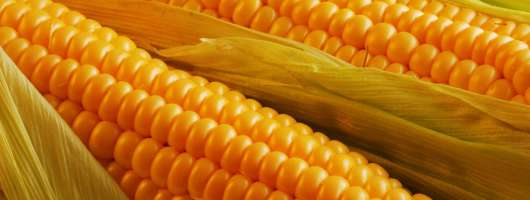 Ціни на українську фуражну кукурудзу впали через перебої з відвантаженнями в портах