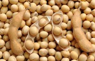Соєві боби дорожчають через погоду в Бразилії та зростання котирувань у США