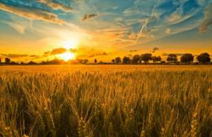 АМКУ дозволив «Агротону» Юрія Журавльова придбати СТОВ «Мрія»