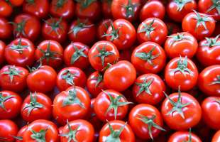 Поставки украинских помидоров за рубеж снизились на 31%