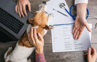 Держпродспоживслужба попередила про перехід ветпрактики на європейські стандарти