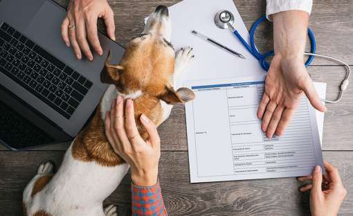 Держпродспоживслужба попередила про перехід ветпрактики на європейські стандарти