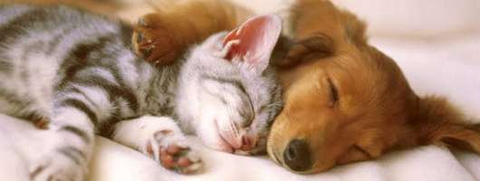 З 2026 року супровід тварини іншою особою в ЄС обмежили п’ятиденним терміном