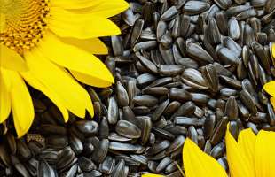 На 5 грудня зібрано 91% урожаю зернових, а врожай соняшнику становив понад 9 мільйонів тонн