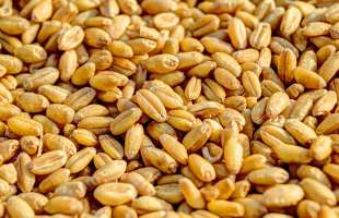 Food from Ukraine: Україна планує співпрацю з ОАЕ у будівництві продовольчих хабів на Близькому Сході