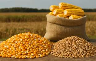 НБУ підвищив оцінку врожаю зернових до 63,5 млн тонн, але знизив оцінку по олійним