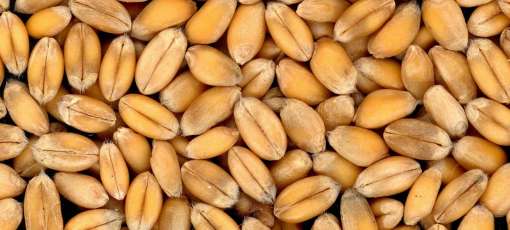 Українська пшениця в портах коштує $215–222/тонна