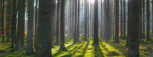 ГЕФ і ФАО схвалили $60 млн на екопроєкти, Україна отримає $5,4 млн