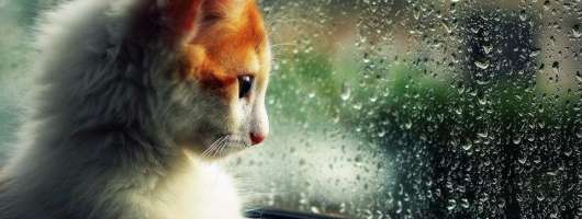 У Києві прогнозують опади та зниження температури до 4-8° тепла