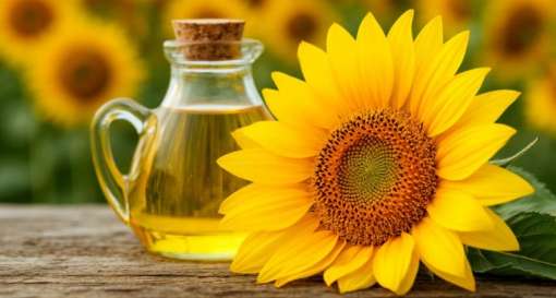 Українські виробники соняшникової олії зберігають першість у світі