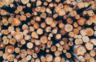 ДП «Ліси України» збільшило заготівлю деревини на 50% з початку року