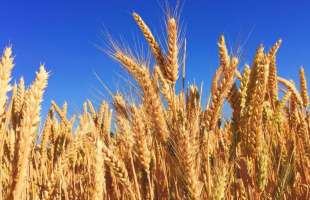 Туреччина може закупити понад 200 тис. тонн ячменю у березні-травні