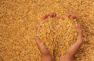 Україна втратила лідерство серед постачальників пшениці до ЄС, її частка впала до 22%