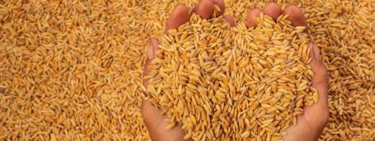 Україна втратила лідерство серед постачальників пшениці до ЄС, її частка впала до 22%