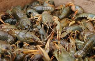 Україна запровадила заборону на вилов раків до літа 2026 року