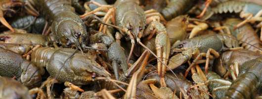 Україна запровадила заборону на вилов раків до літа 2026 року