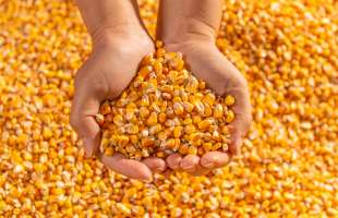 Врожай кукурудзи в Україні збільшиться на 11% — до 30 млн тонн